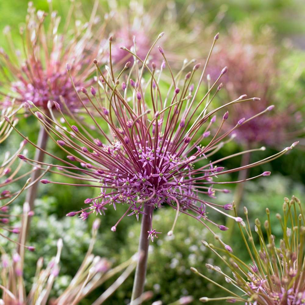Allium 'Schubertii'